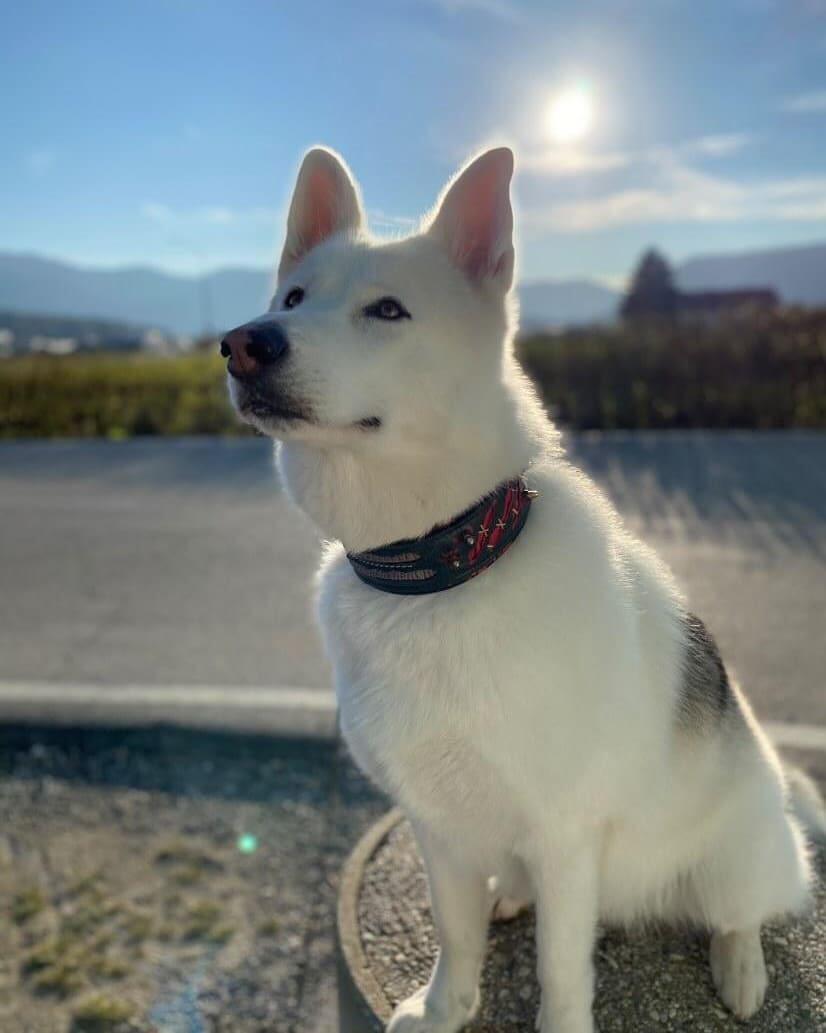 Hunde Halsband